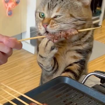 Cats so cute 🥰 Funny video |Funny animal videos| try not to laugh