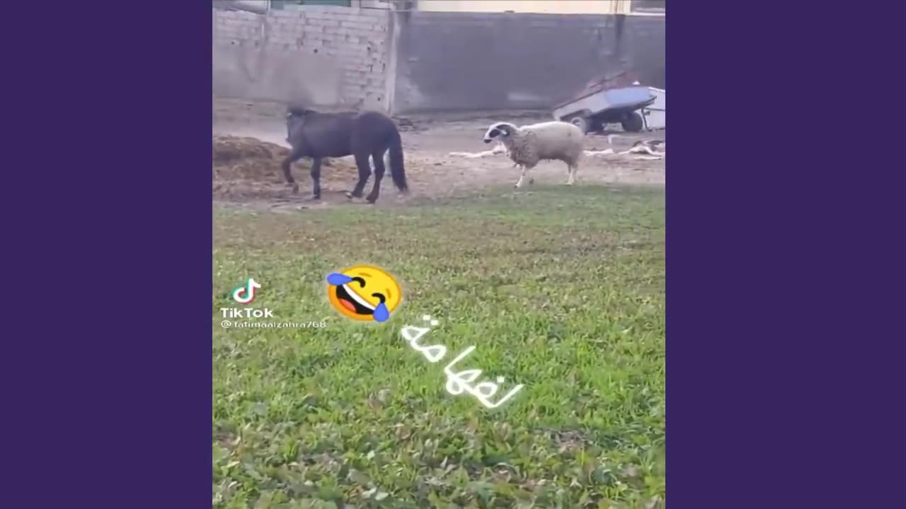الضحك حتى الكركرة ههههه