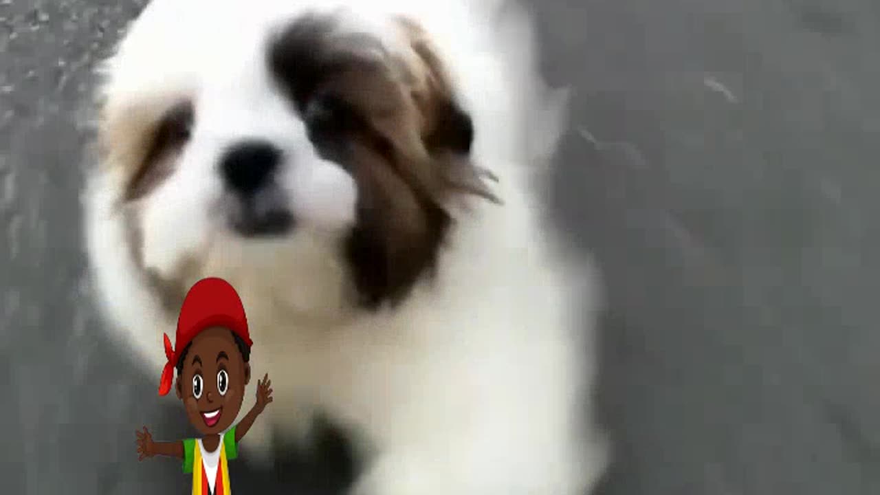 Adorable Puppy Sprinting into Its New Home with Joy and Excitement