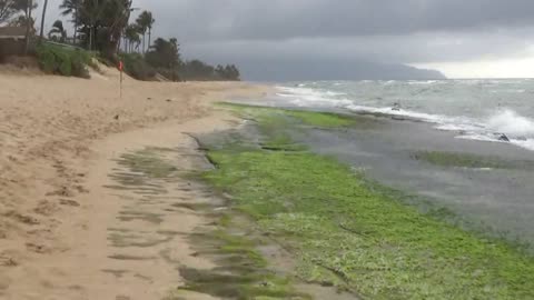 Hale'iwa, HI — Laniakea Beach #2