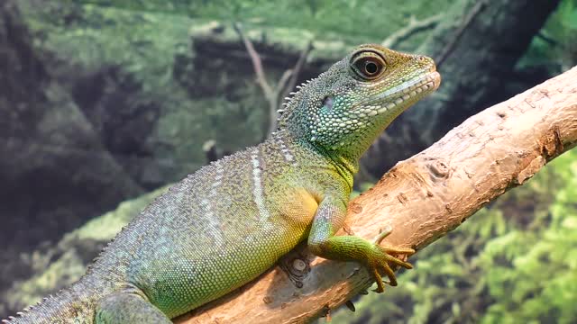 Chinese water dragon lizard