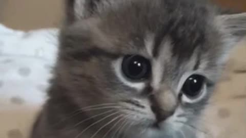Cute Cat Gif