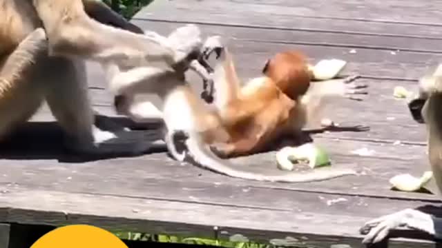 Monkeys Fighting