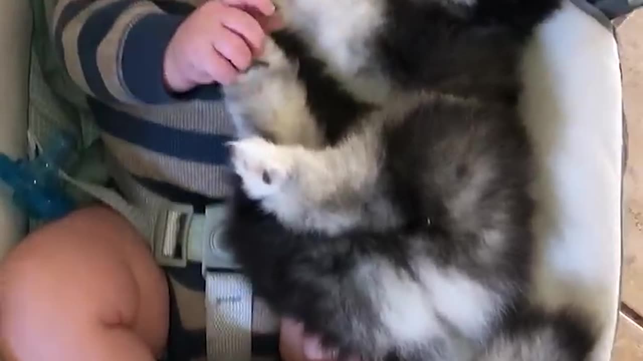 Baby and husky together...baby loves animals 😍😍😍