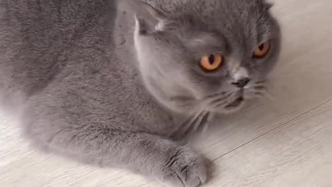 OMG So Cute Cats ♥ Best Funny Cat ❤️🐈Videos 2021 #shorts