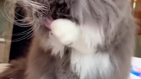 Funny cat