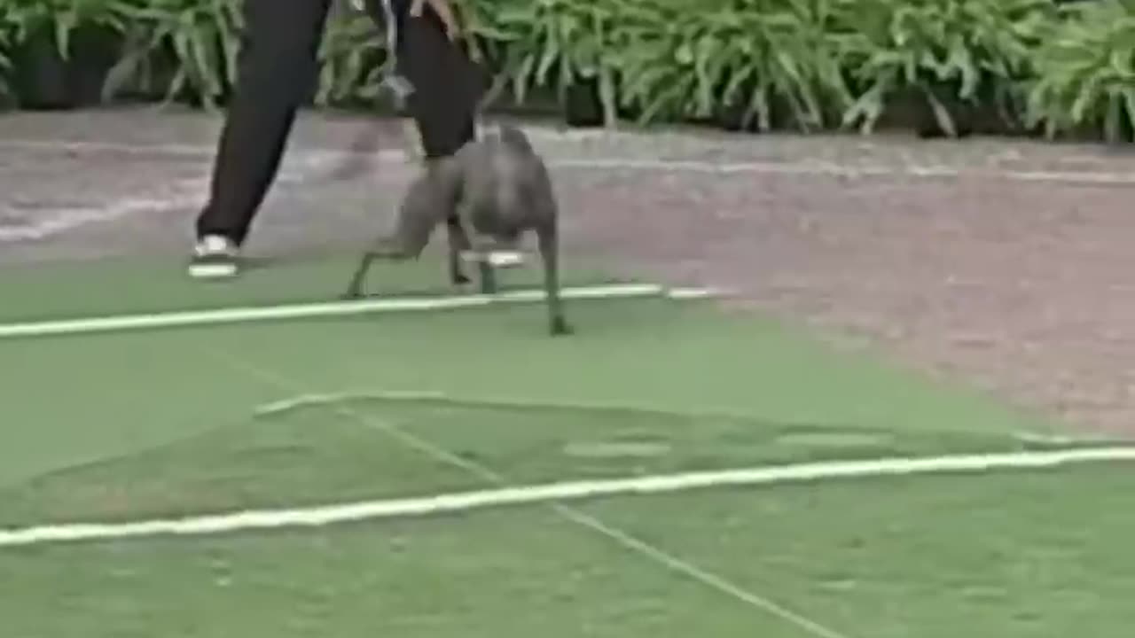 the fastest dog alive
