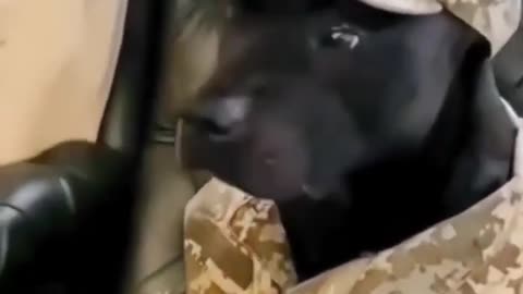 Funny Animal video 😂😂