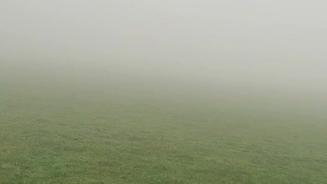 Group of Starlings Take Flight in Spooky and Foggy Atmosphere