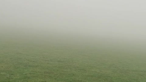 Group of Starlings Take Flight in Spooky and Foggy Atmosphere