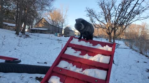 Winter agility with Muttias fox. Vixie tries her best.