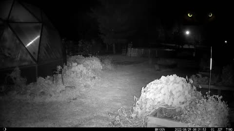 Fox Steals Eggs! Grrr!