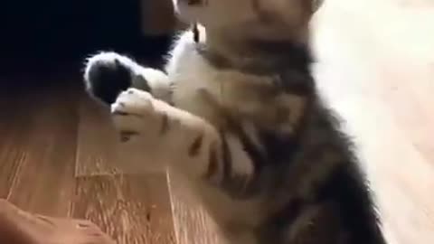 Funny cat drinking water