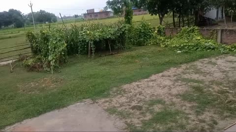 My green group And Field