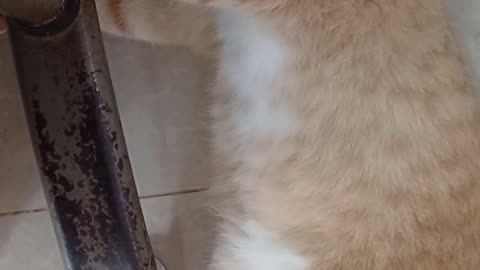Beautiful cat love cats love animals