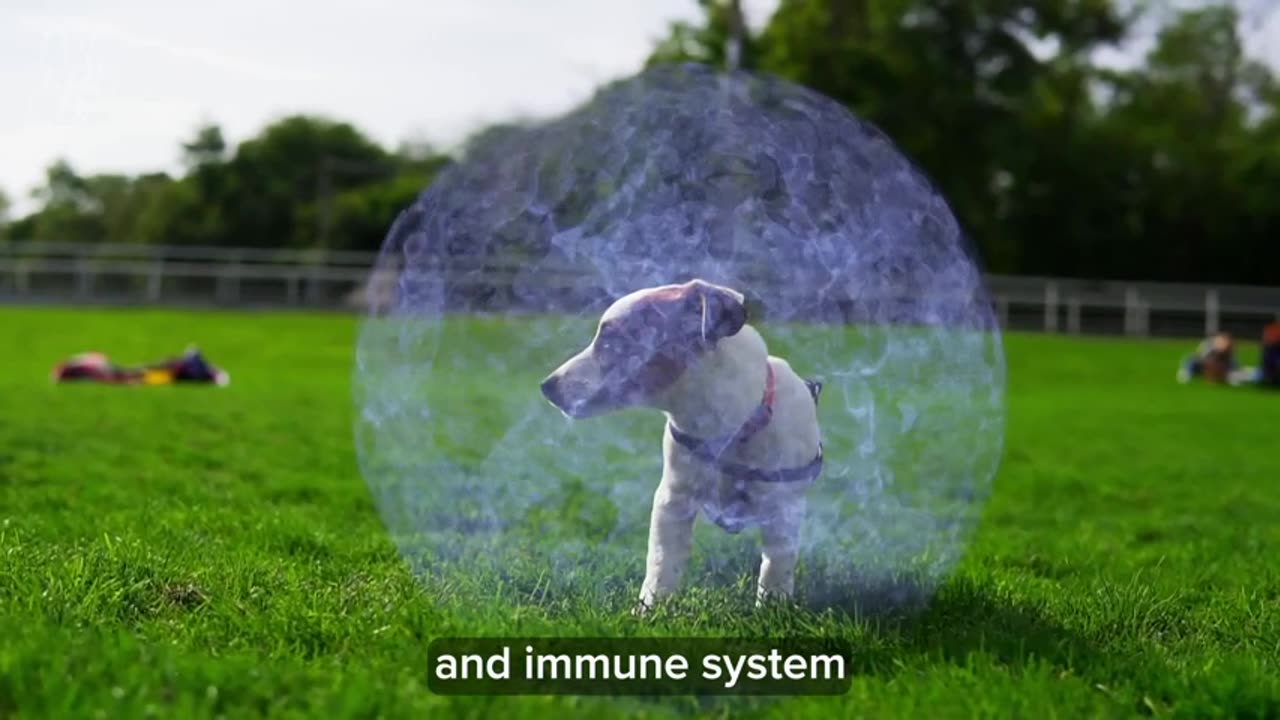 PetLab Co. Probiotics for Dogs, Support Gut Health, Diarrhea,