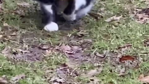 Funny Animal Videos 2023 🥰 - Funniest Dogs and Cats Videos 😁