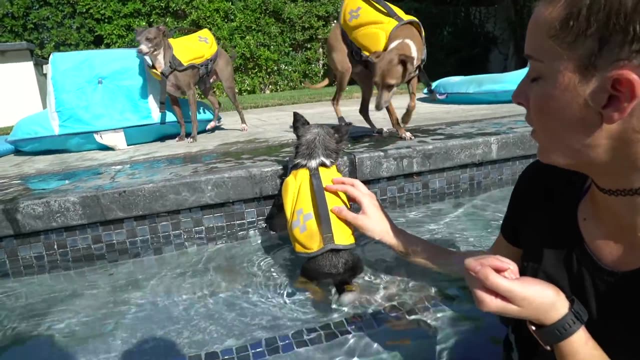 Teaching My Dogs How To Swim