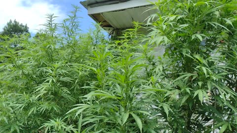 Weekly update outdoor cannabis grow 2023