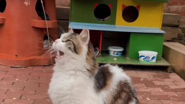 So funny cat 🐈 video