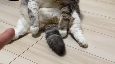 Cute and funny cat video