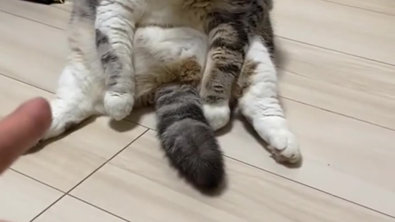 Cute and funny cat video