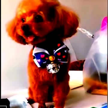 smallest dog breeds \ dog funny videos
