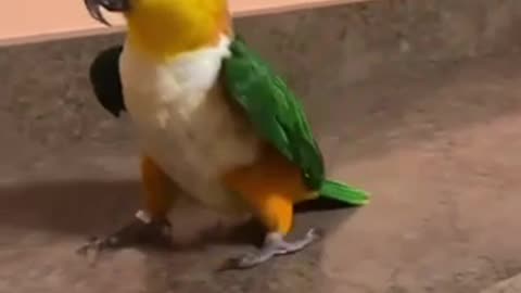 PARROT 🦜 DANCES TO MICHAEL JACKSON