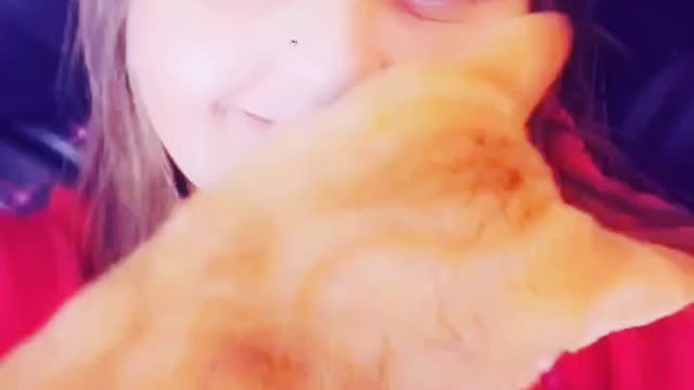 Cats are the best