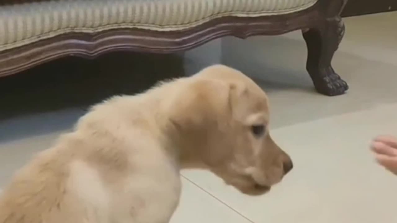 How to Train Your Puppy