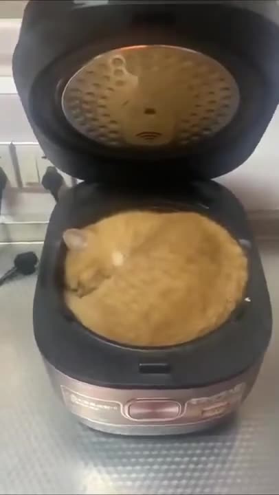 Cat slipping 😞😞😞😞😞😞😞