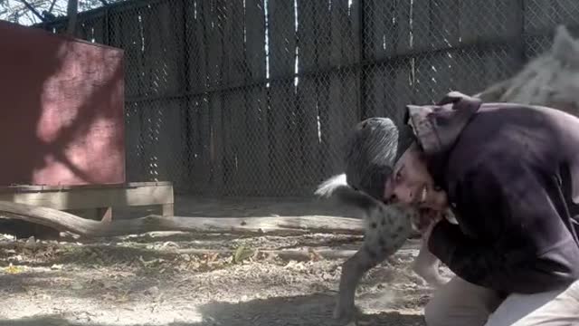 #roughhousing #playtime #hyena #malachi #worklife