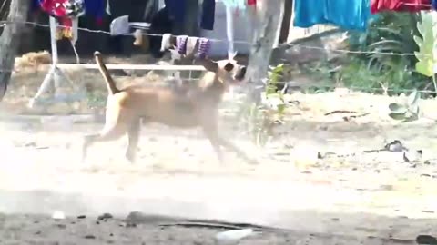 Troll Prank Dog Funny _ fake Lion and Fake Tiger Prank To dog _ Huge Box Prank to dog