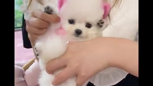 Cute baby animals Videos Compilation cutest moment of the animals - Cutest Puppies #Short