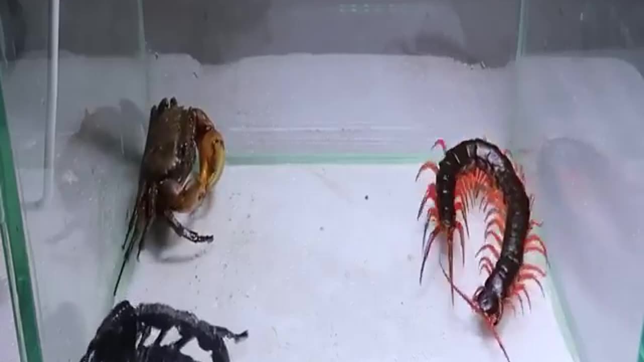 REAL CRAB VS SCORPION VS CENTIPEDE FIGHTING