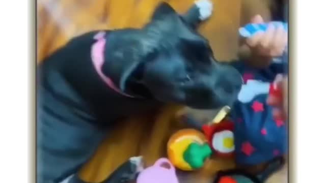 Funny animal shorts