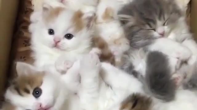 Aihao cat