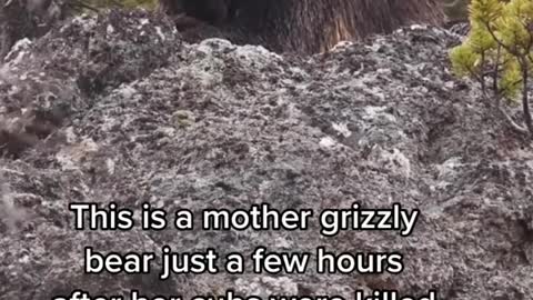 Animals do have feelings and you’ll never convince me otherwise