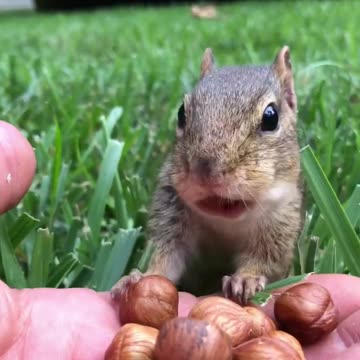 General Dinky came out of his command post to fill the cheeks #shorts #dinky #chipmunks #cute