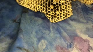 Artist Showcases Process of Making Wasp Nest Paper