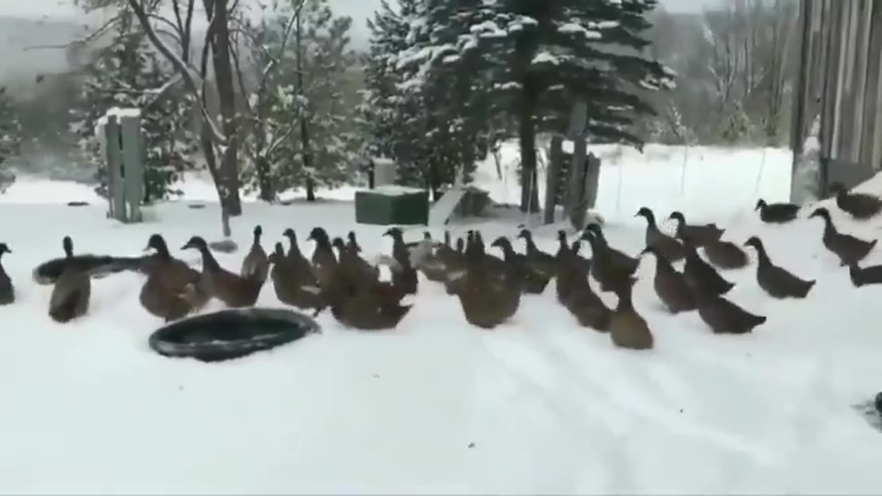 Ducks run out into cold - quickly change their minds