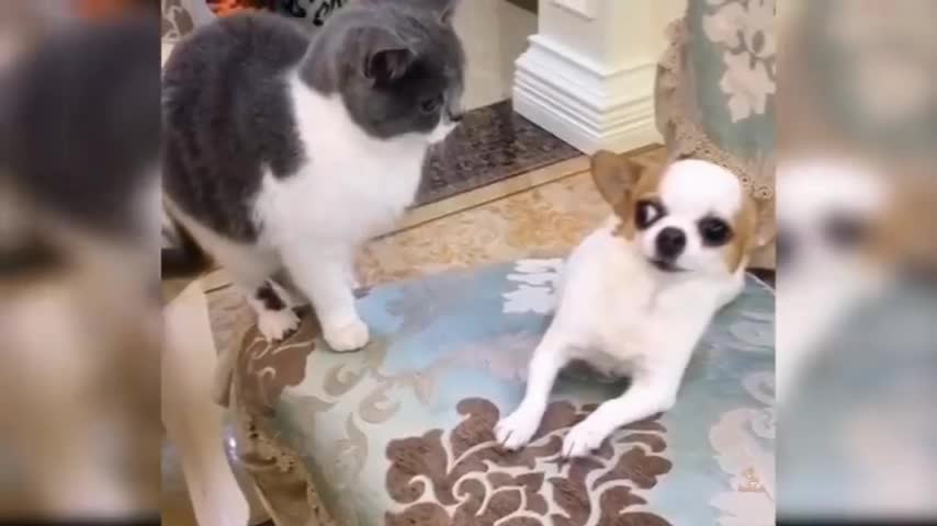 The cat lying on the dog. fiercely fight occurred in both of the heavy