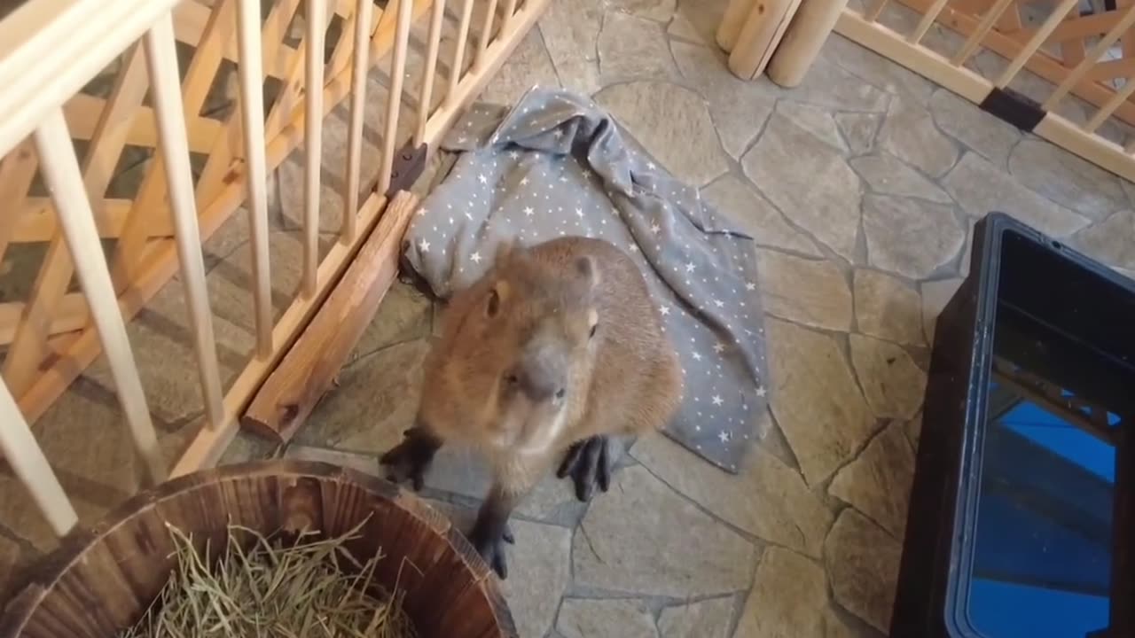 Guinea pig eating grass.