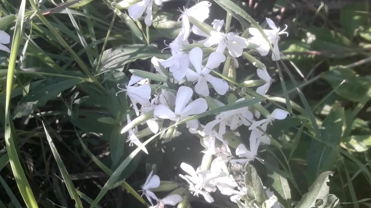 Wild flowers