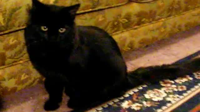 Black Cat Fetches Like a Dog, Animal Communication, Talking Animals