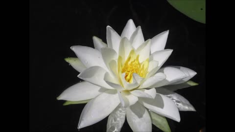 Sunny Day Happiness White Lily Pad Flower July 2022