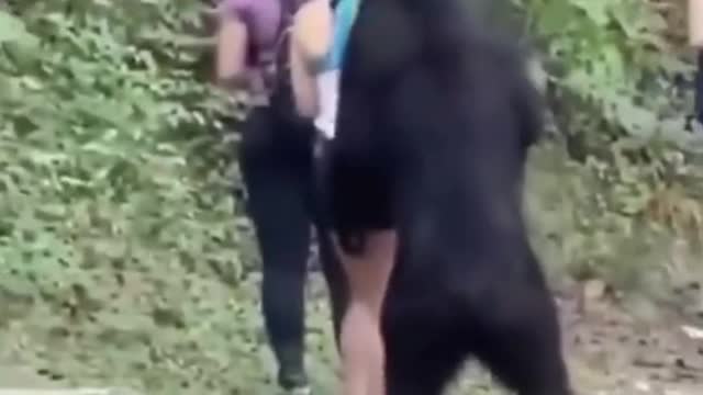 BEAR ATTACKE PEOPLE