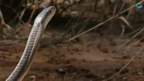 Black mamba vs mongoose fight to death || best animal video