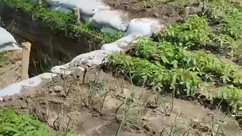 Ukrainian Farmers Planting Crops Amongst Fortifications in the North