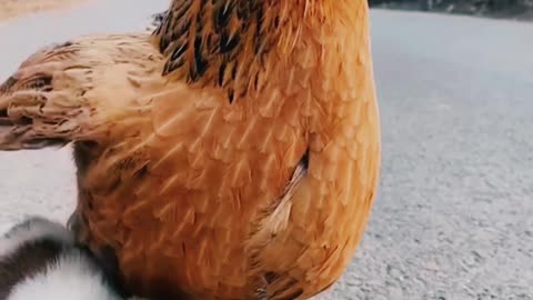 Cat with a chicken